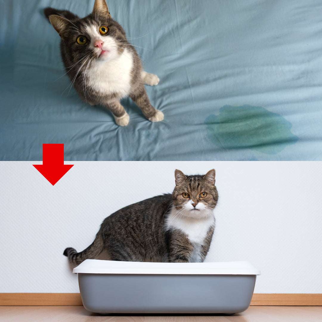 CatCalm - Clean Cat